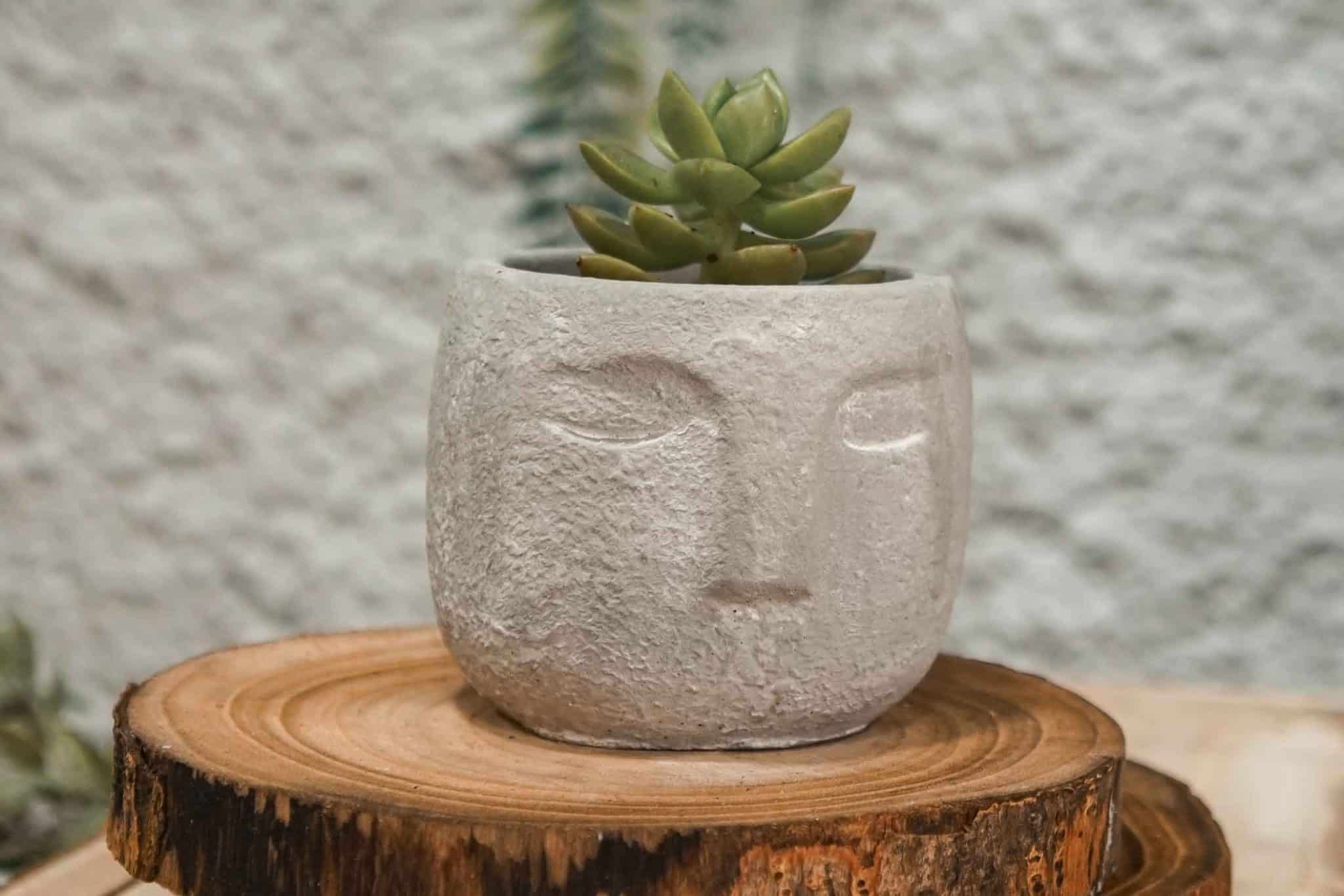 vaso_suculenta